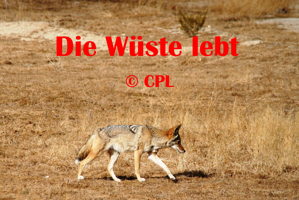 zum starten anklicken